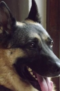 319496_502109529806230_631907157_n