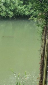 11265210_1117841491566361_3963826728129735714_n