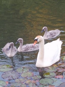 11391119_1135981789752331_5712858202282199422_n