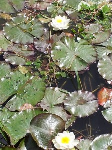 11407250_1133382123345631_3218153707607829357_n